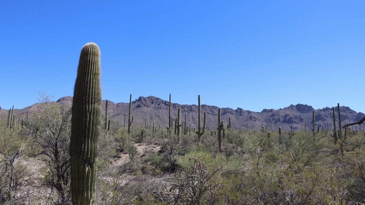 Bright blue skies over saguaro cacti in Tucson's Sonoran Desert, Arizona