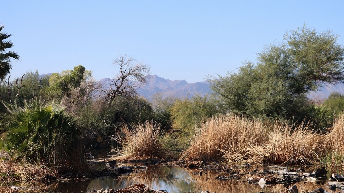 Tranquil landscape of desert vegetation and mountains in Tucson, Arizona, showcasing natural beauty.