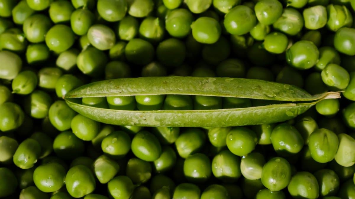 Vibrant fresh green peas with an open pod showcasing organic produce.