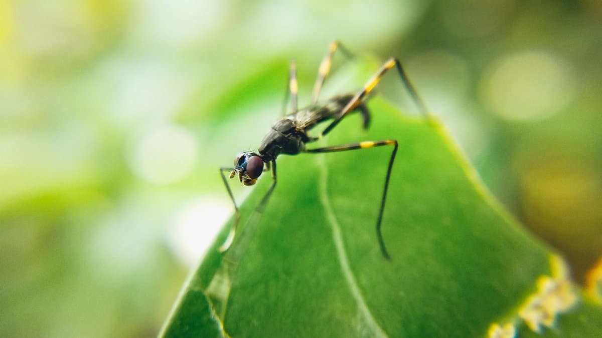 From above of wild insect mosquito constitute family Culicidae on green plant in natural environment