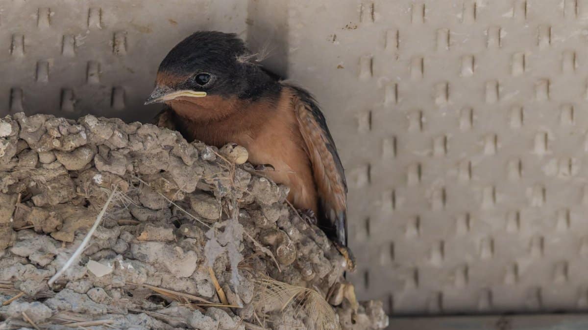 Barn swallow chick peeping from a mud nest on a building ledge. Indoor nesting.