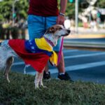 A dog draped in a Venezuelan flag standing in Buenos Aires during a street event.