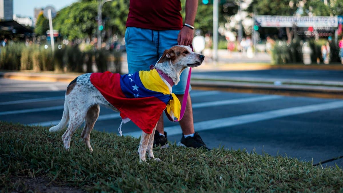 A dog draped in a Venezuelan flag standing in Buenos Aires during a street event.