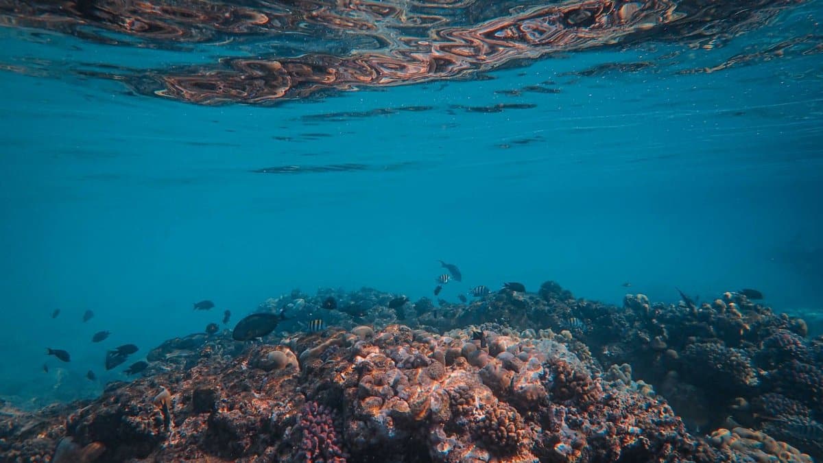 Explore a colorful coral reef teeming with marine life in a serene underwater environment.