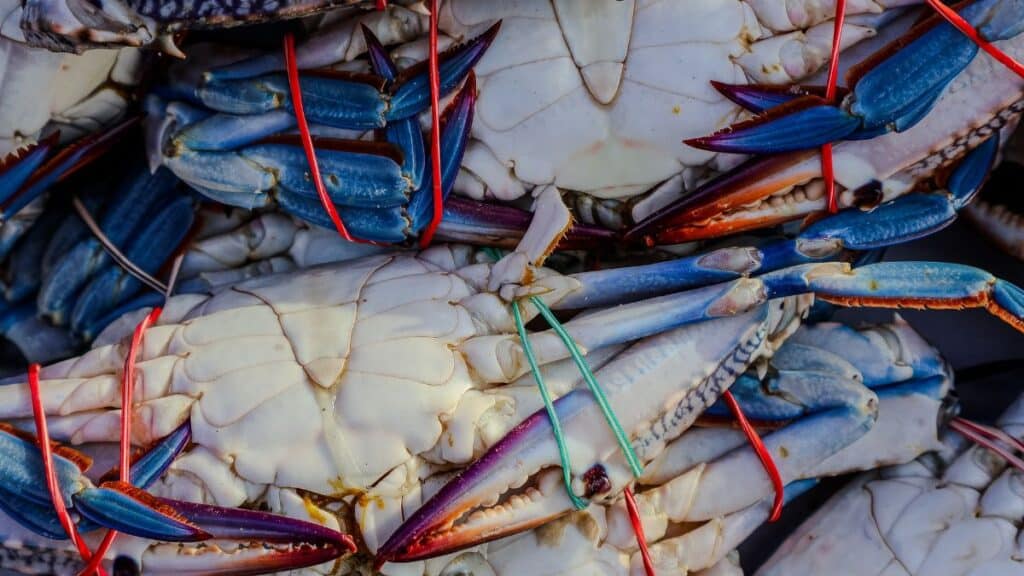Close-up of freshly caught blue crabs tied with colored strings. Vibrant seafood display.