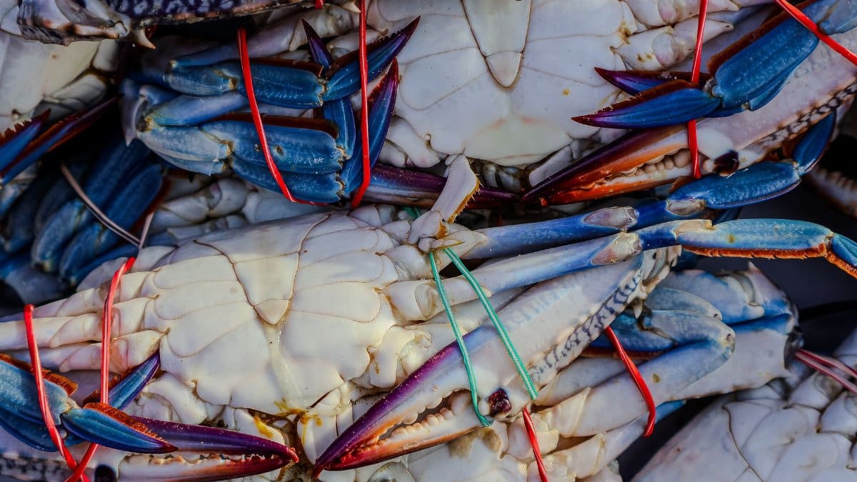 Close-up of freshly caught blue crabs tied with colored strings. Vibrant seafood display.