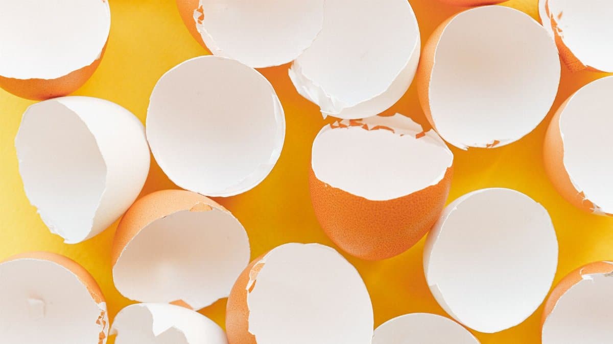 A minimalist image of scattered eggshells on a bright yellow background.