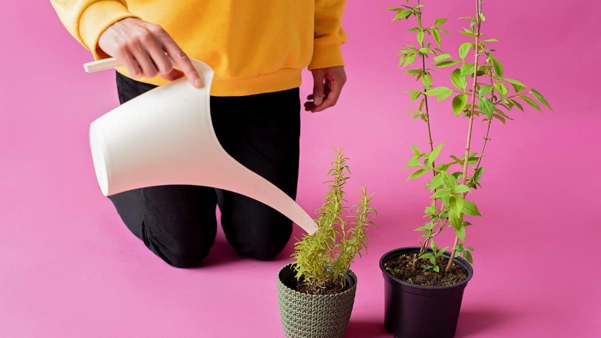 A person in a yellow sweater watering potted plants against a vibrant pink backdrop.