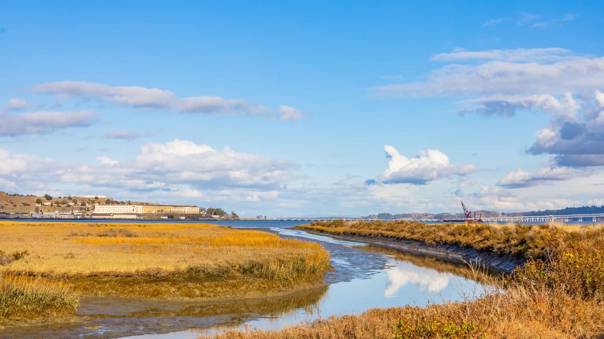 A tranquil scene of a coastal wetland under a bright blue sky reflecting in calm waters.