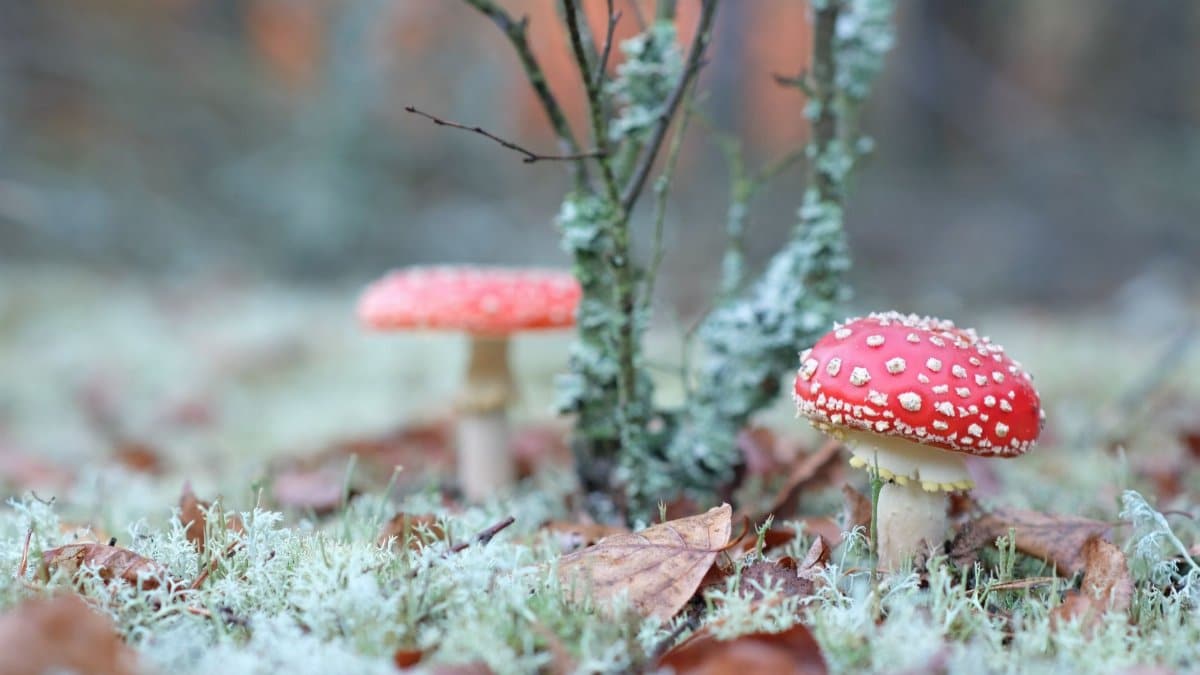 Vivid fly agaric mushrooms (Amanita muscaria) in natural forest habitat with moss.