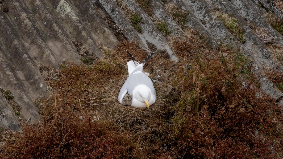 Seagull on rooftop guarding nest, showcasing wildlife in urban environments.