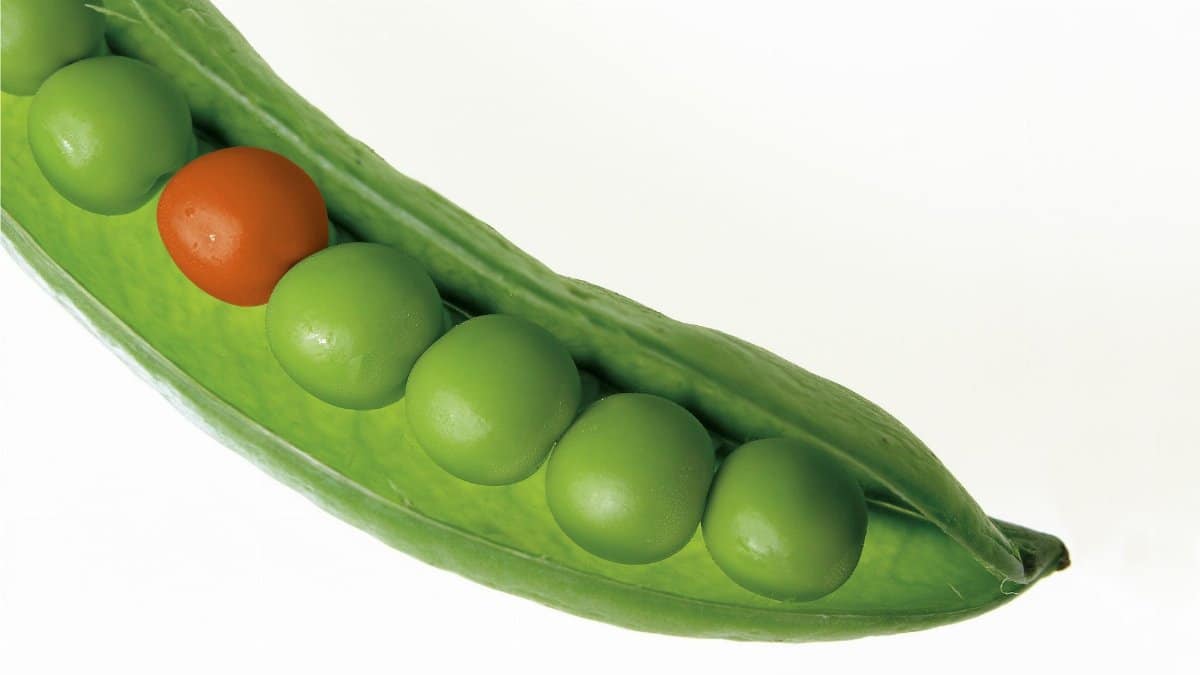 A striking close-up of a green pea pod with a standout red pea, symbolizing uniqueness.