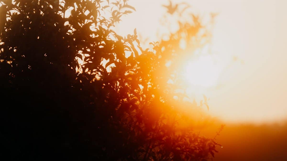 Captivating silhouette of tree leaves with a warm and vibrant sunset in the background.