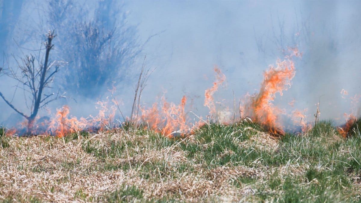 Wildfire burning in a field near woodland in Poprad, Slovakia, showcasing fire behavior and its effects.