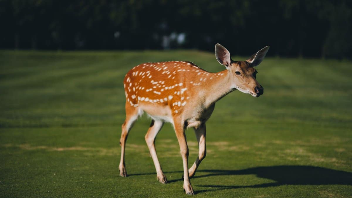 Close-up of a sika deer with spotted fur grazing in a sunny grass field.