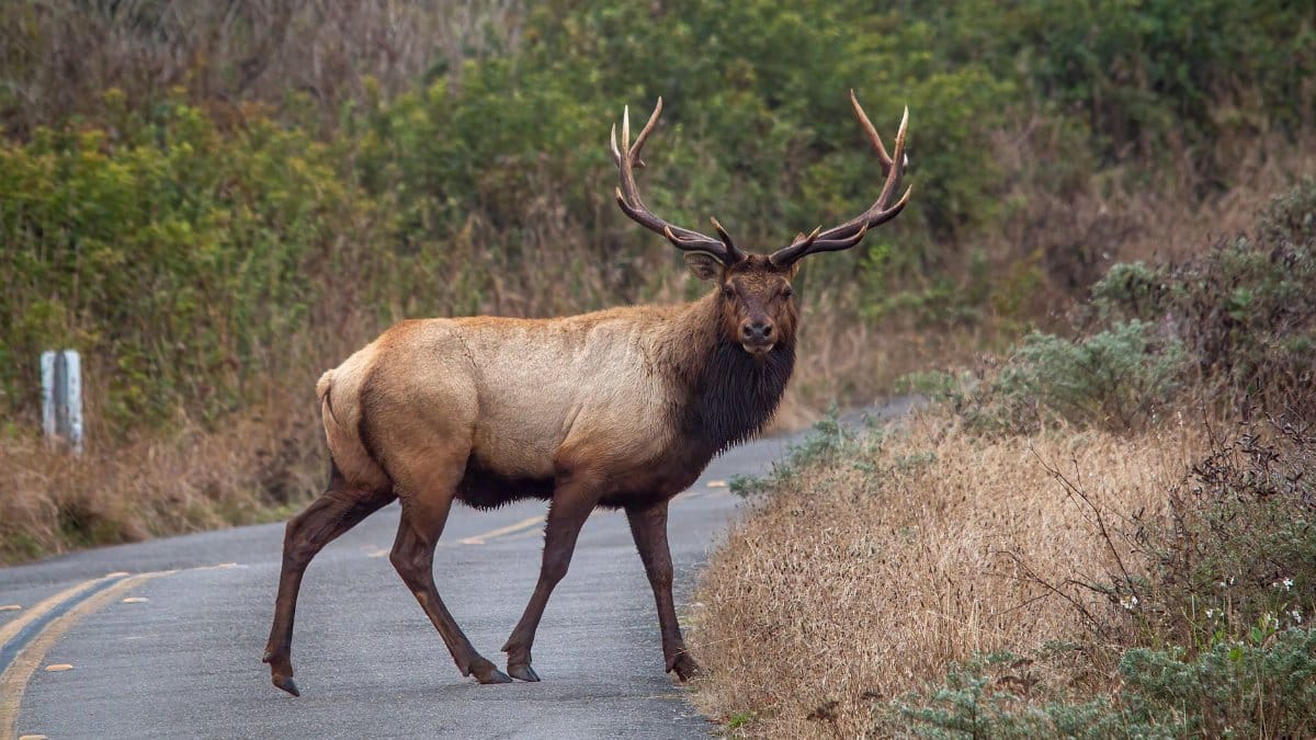 A stunning elk with antlers crosses a quiet forest road during autumn, showcasing wildlife in nature's splendor.