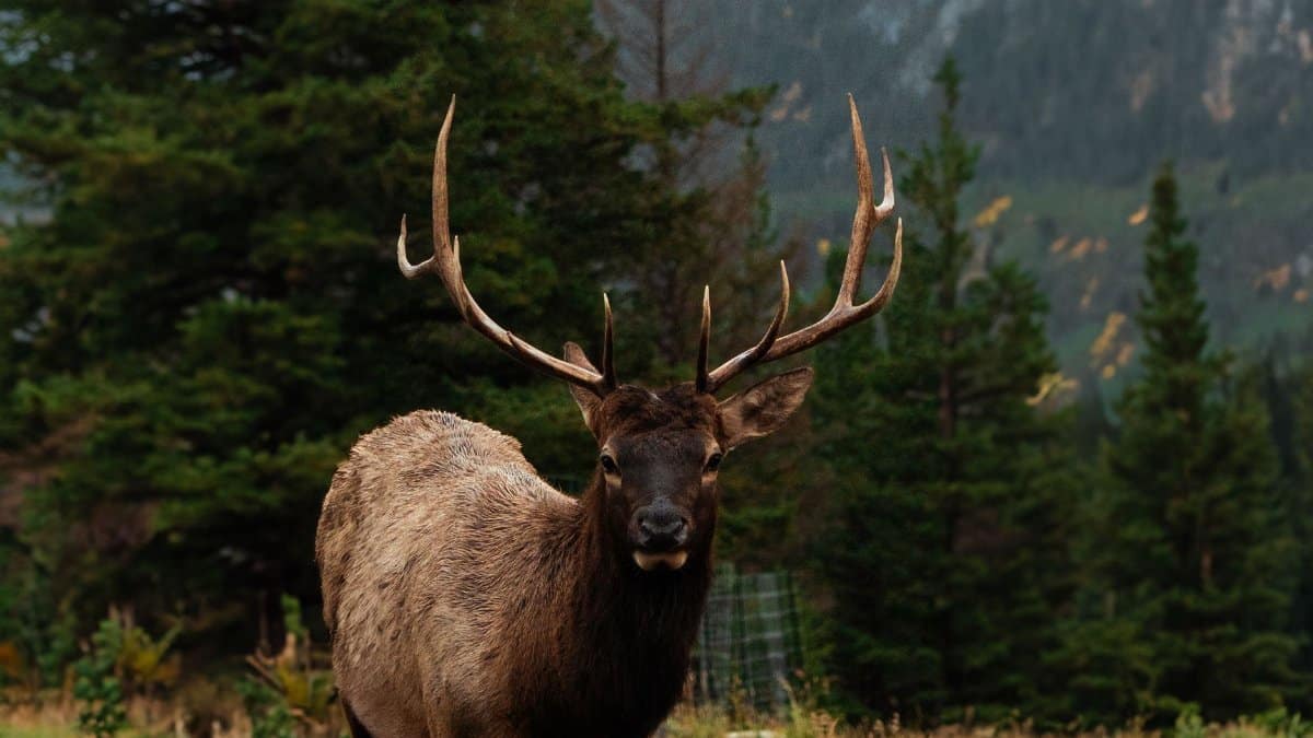 A majestic elk stands in a dense forest with mountainous backdrop, showcasing wildlife in natural habitat.