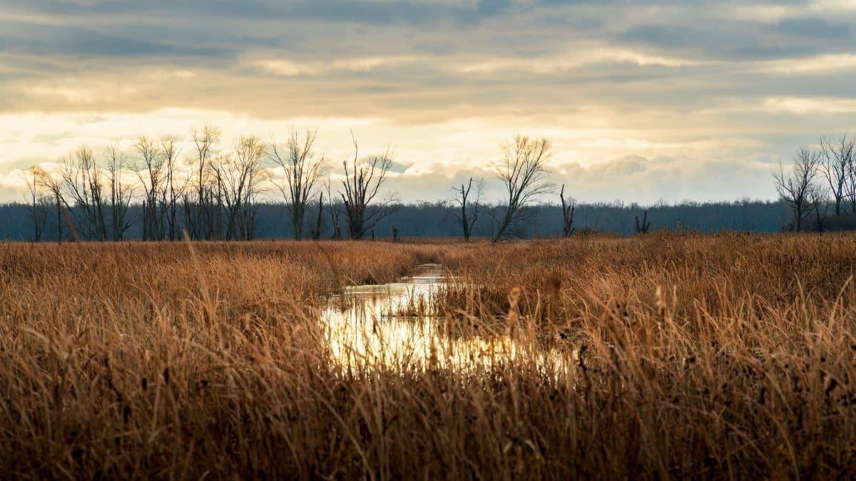 Beautiful sunrise over marshland at Montezuma Wildlife Refuge, New York.