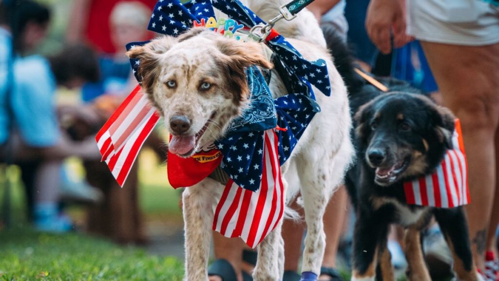 Dogs dressed in American flags during a lively Fourth of July celebration parade.