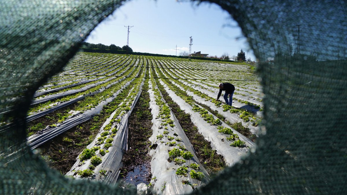 A farmer diligently tending to a lettuce field through a tear in green netting, under a bright blue sky.