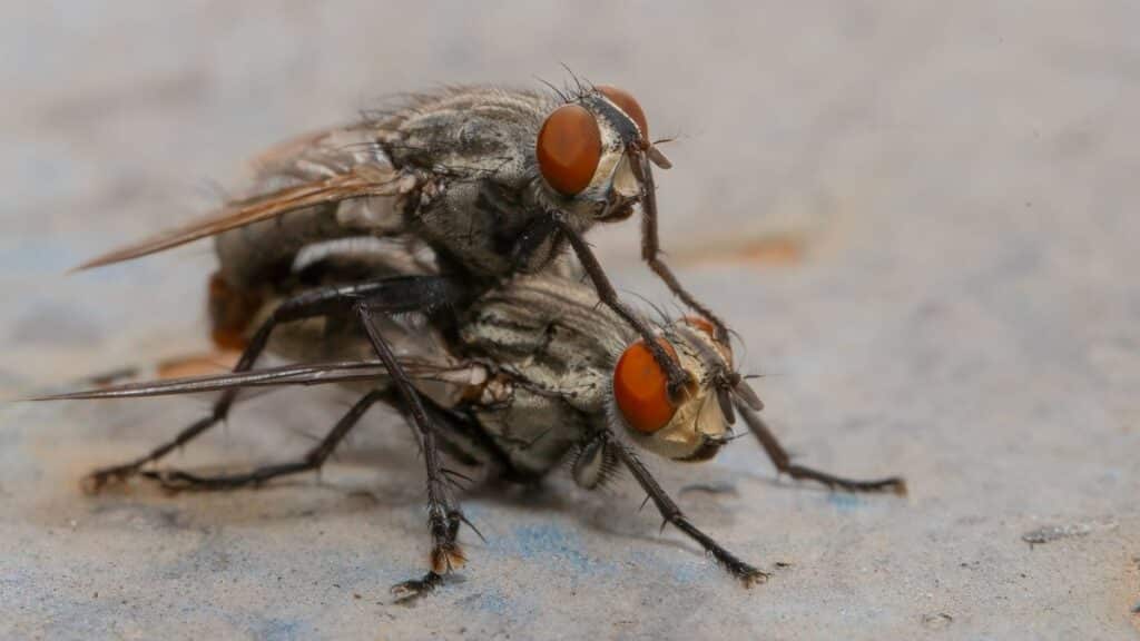 Detailed macro photo capturing two flies mating, with selective focus on their features.