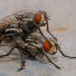Detailed macro photo capturing two flies mating, with selective focus on their features.