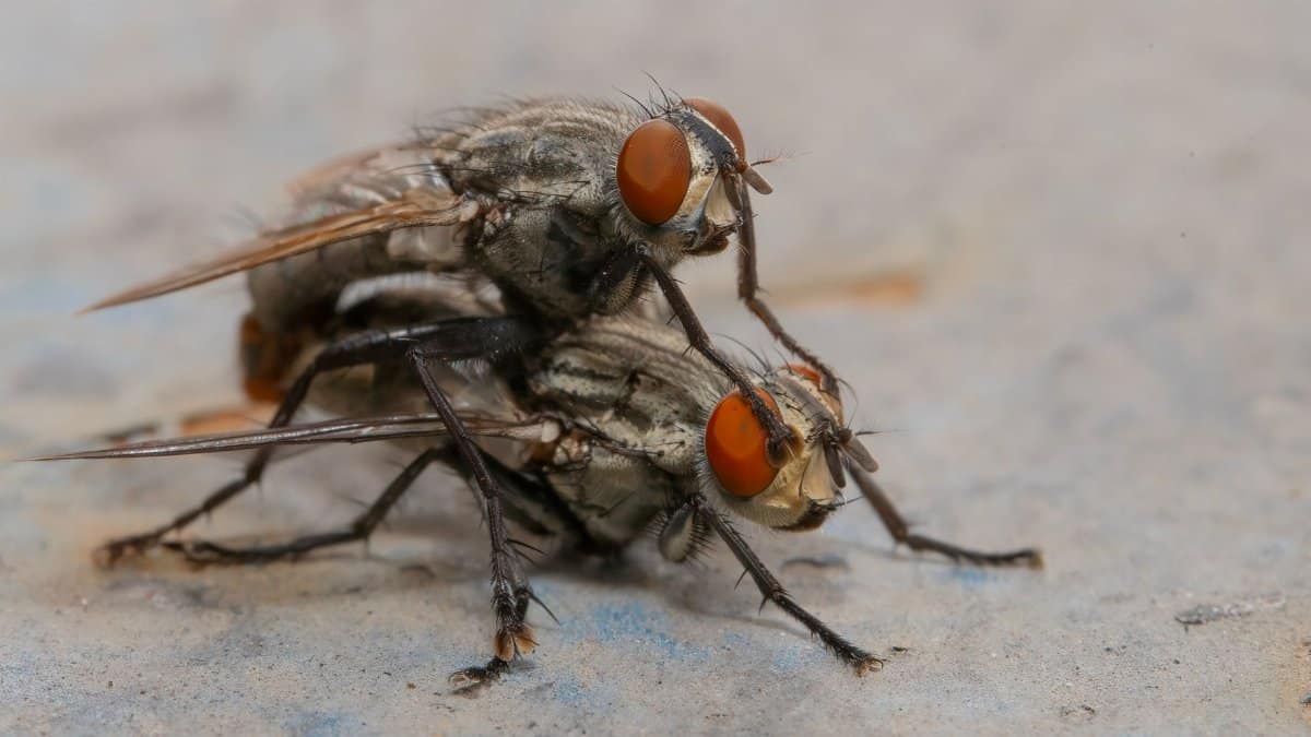 Detailed macro photo capturing two flies mating, with selective focus on their features.