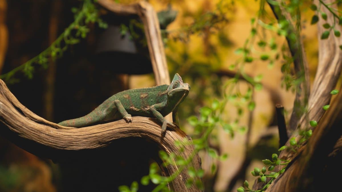 A vibrant chameleon perched on a tree branch surrounded by greenery, showcasing wildlife in a natural setting.