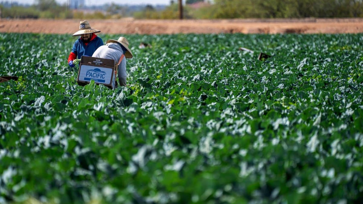Farm workers in rural Scottsdale picking broccoli on a sunny day.
