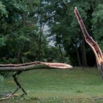 A split tree in a park, showing damage likely from a recent storm.