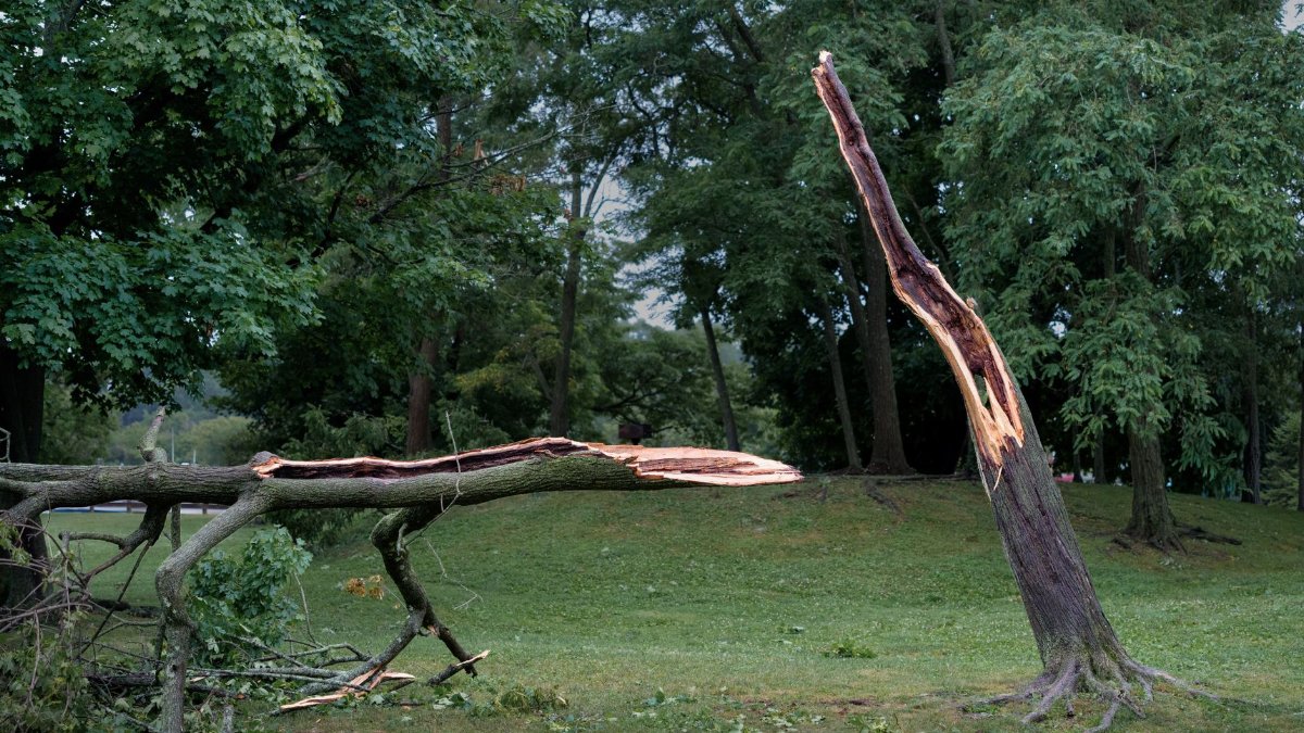A split tree in a park, showing damage likely from a recent storm.