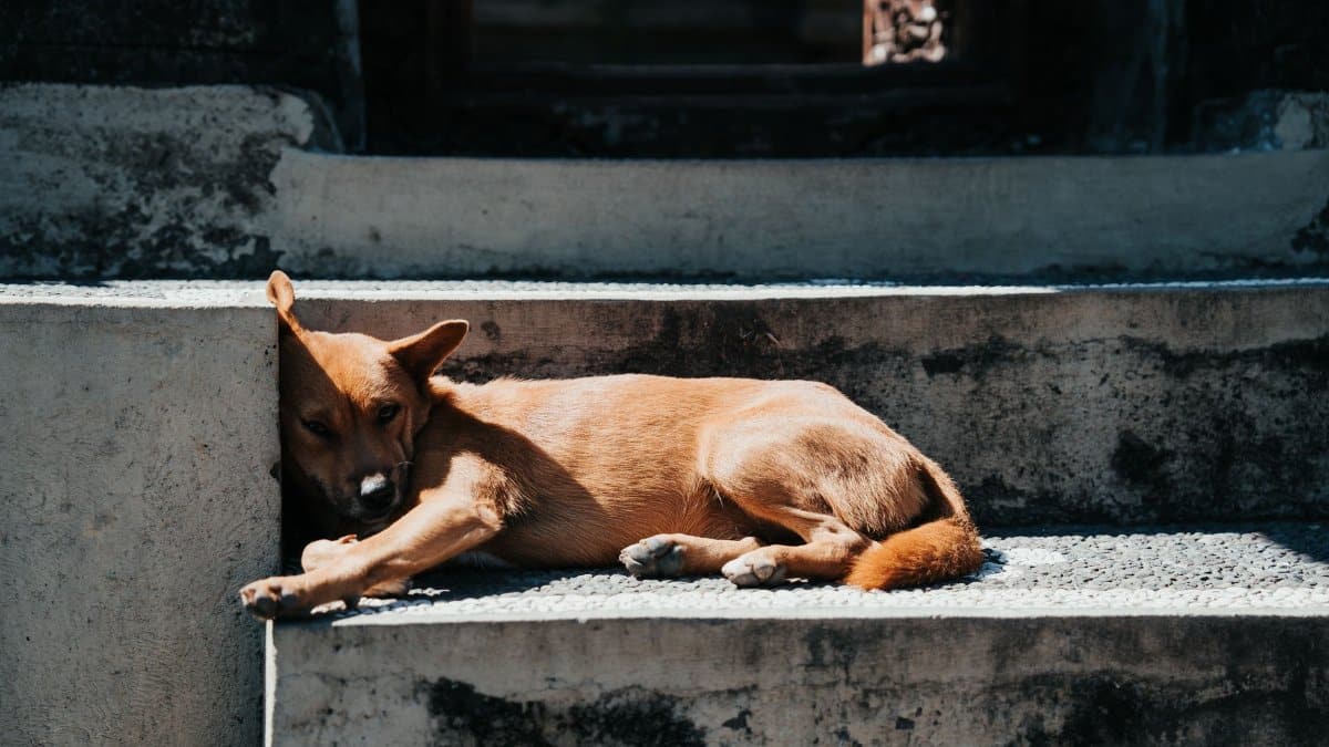 A brown dog peacefully sleeps on concrete steps under the sun.