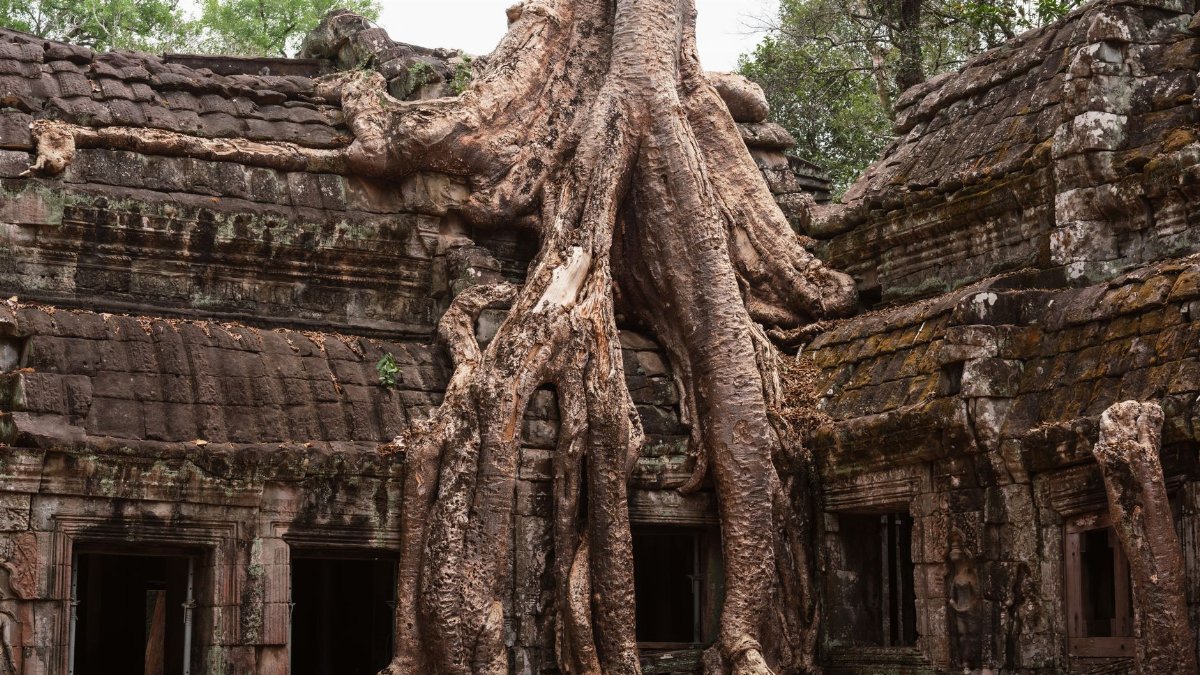 Explore the mystical site of Ta Prohm Temple where massive tree roots envelop historic ruins.