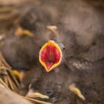 A close-up shot capturing baby birds chirping in a nest.