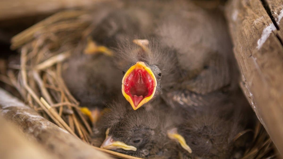 A close-up shot capturing baby birds chirping in a nest.