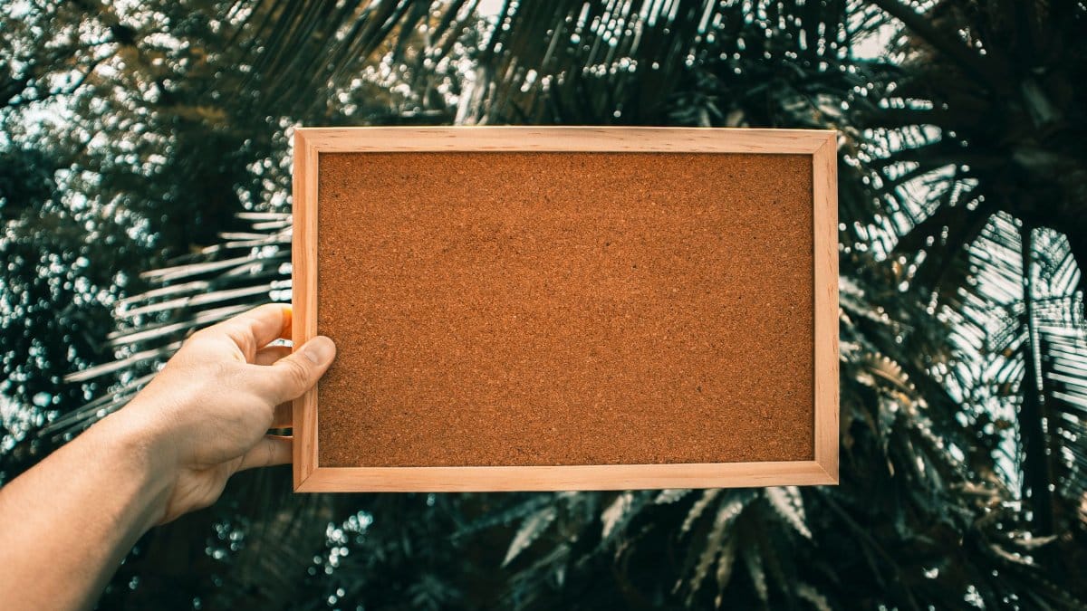 Close-up of an empty bulletin board held by a person with palm trees in the background.