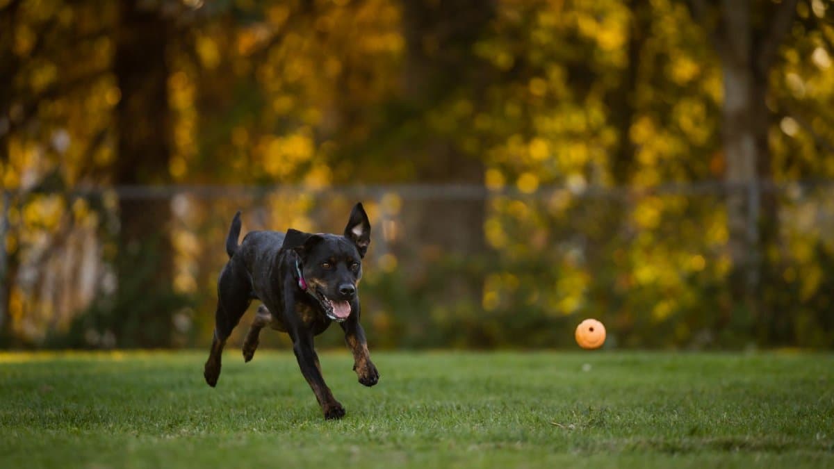 A lively Rottweiler speeds across a grassy park, joyfully chasing a ball in the warm afternoon sun.