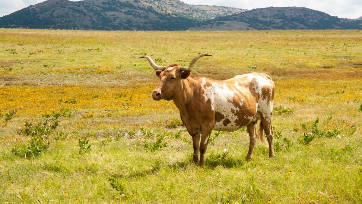 A Texas Longhorn standing in a wide grassy pasture with hills in the background.