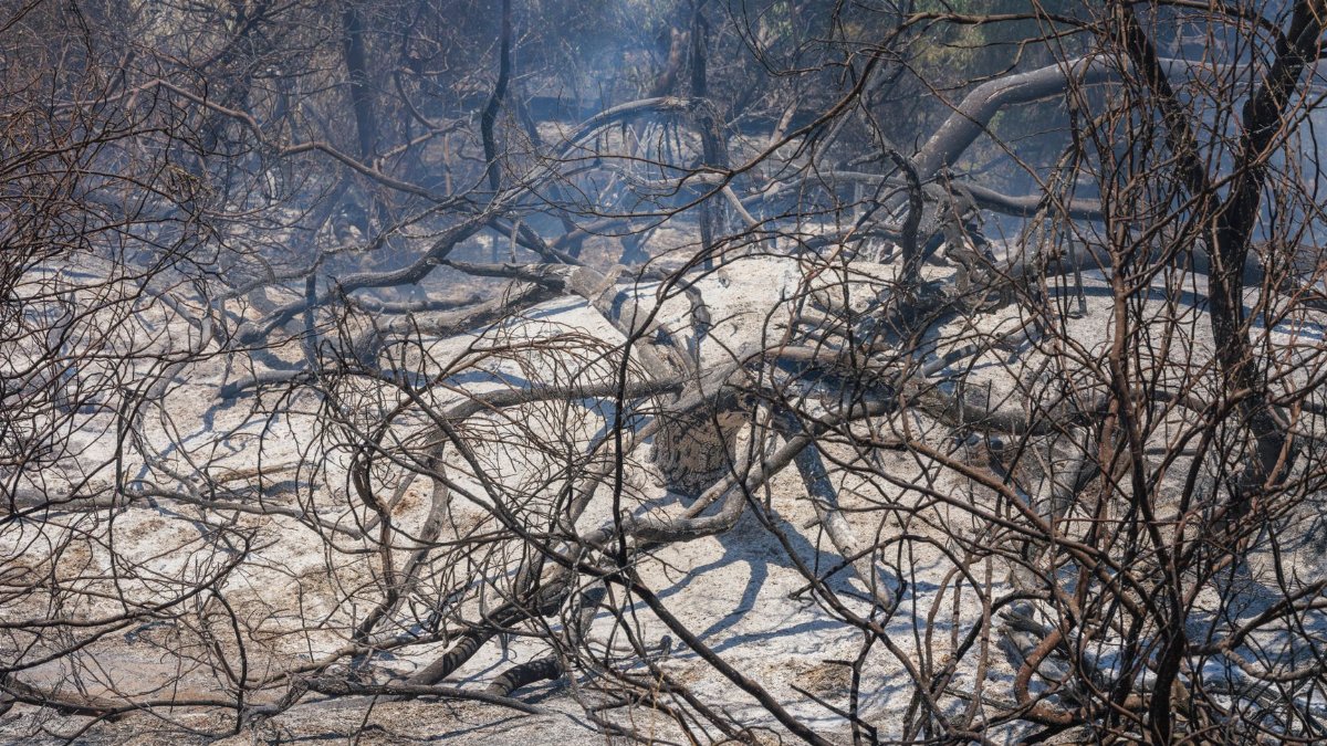A dramatic view of a charred forest landscape after a devastating wildfire.