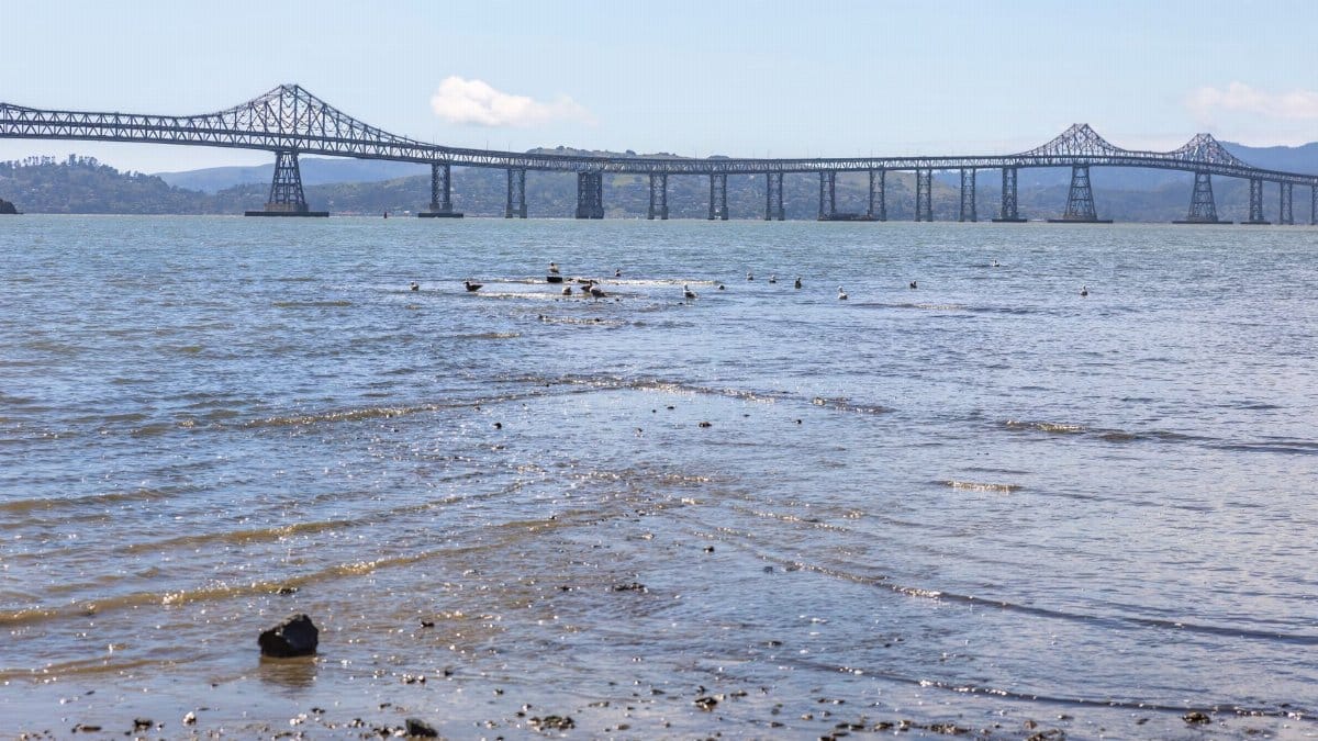 Rich coastal view of the Richmond-San Rafael Bridge in California, spanning serene blue waters of the bay.