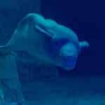 A serene beluga whale swims gracefully underwater in a blue aquarium setting.