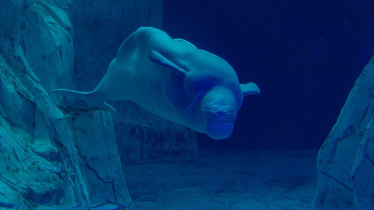 A serene beluga whale swims gracefully underwater in a blue aquarium setting.