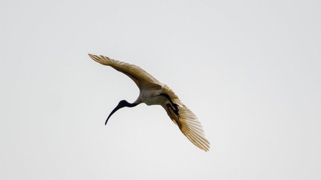 A majestic ibis flying with outstretched wings against a pale sky.