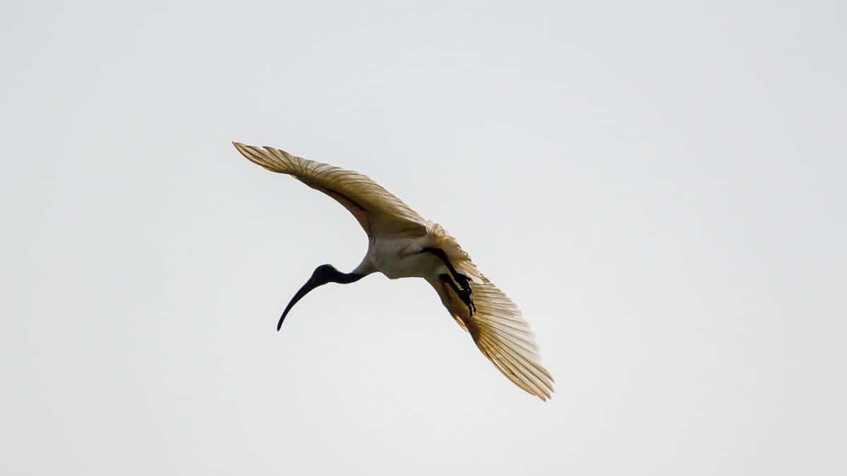 A majestic ibis flying with outstretched wings against a pale sky.