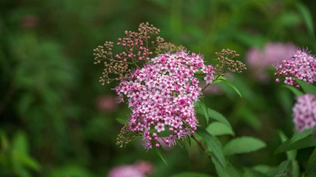Close-up of bright pink Spirea japonica flowers blooming outdoors in a lush green setting.