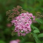 Close-up of bright pink Spirea japonica flowers blooming outdoors in a lush green setting.