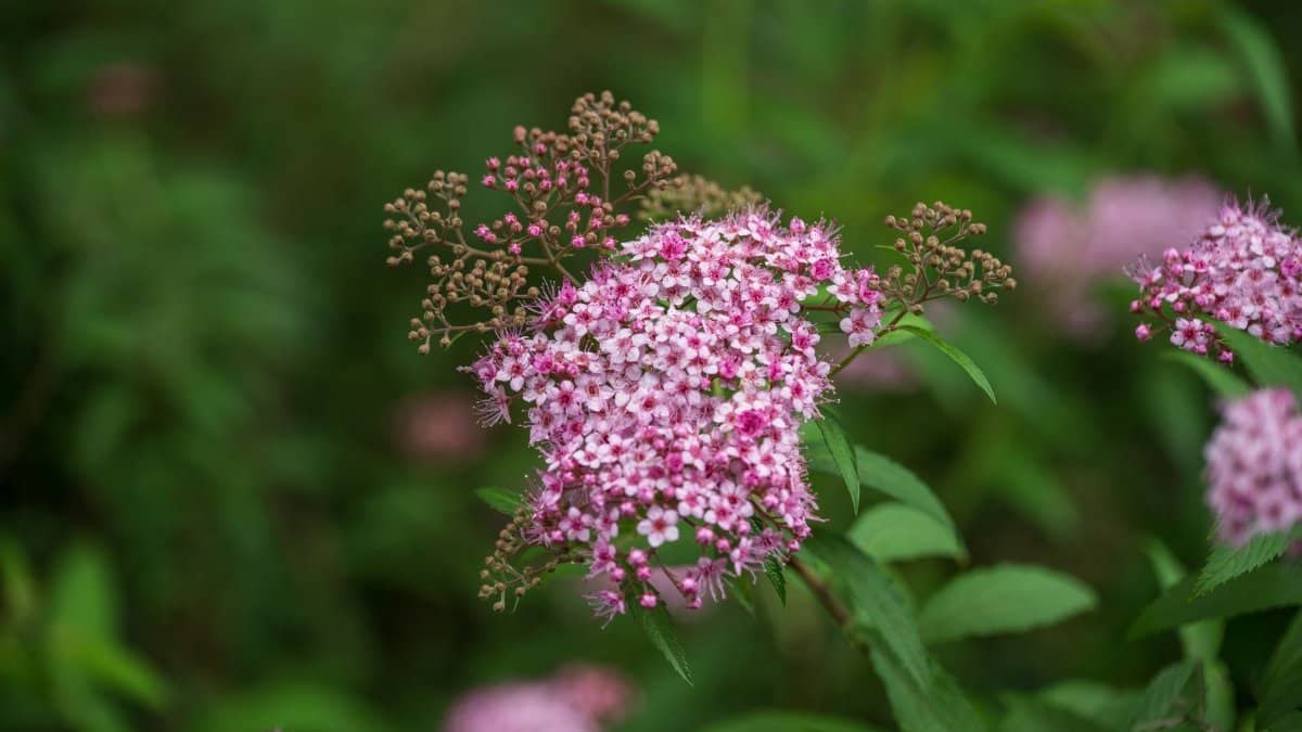 Close-up of bright pink Spirea japonica flowers blooming outdoors in a lush green setting.