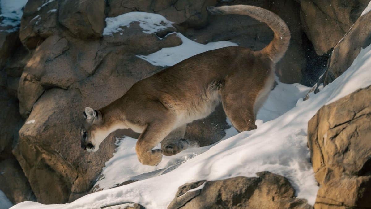 A majestic mountain lion traversing snowy rocks in a winter setting.