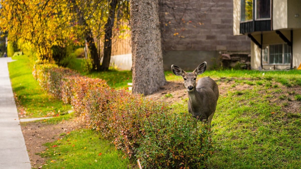 A deer standing in a sunny garden near a residential house, showcasing wildlife in urban areas.