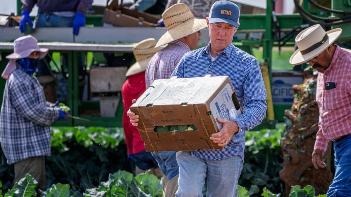 Group of farmers working outdoors harvesting fresh broccoli, carrying boxes.